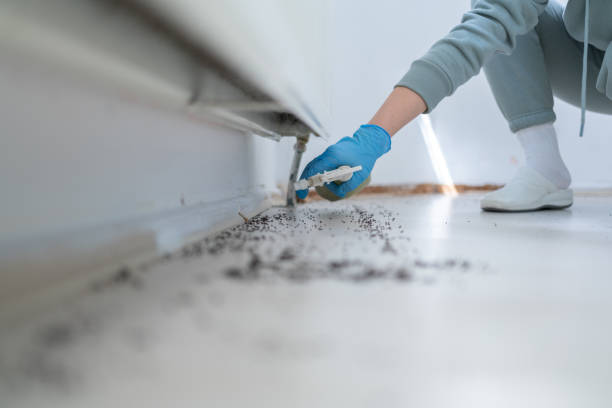 Best Wasp Removal Services  in Creston, IA